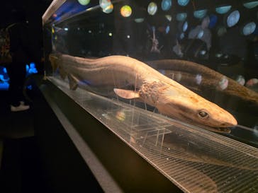 環境水族館アクアマリンふくしまに投稿された画像（2025/10/10）