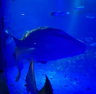 のとじま水族館に投稿された画像（2025/10/10）