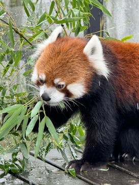 名古屋市東山動植物園に投稿された画像（2025/10/11）