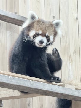 名古屋市東山動植物園に投稿された画像（2025/10/11）
