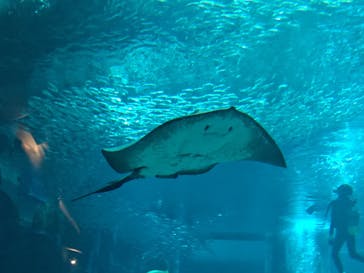 マリンワールド海の中道に投稿された画像（2025/10/11）