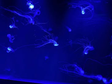 サンシャイン水族館に投稿された画像（2025/10/11）