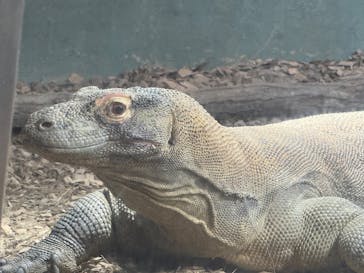 名古屋市東山動植物園に投稿された画像（2025/10/11）