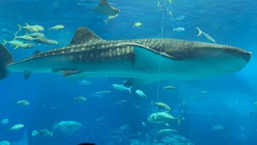 沖縄美ら海水族館に投稿された画像（2025/10/11）