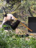 恩賜上野動物園に投稿された画像（2025/10/11）