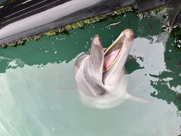 太地町立くじらの博物館に投稿された画像（2025/10/11）