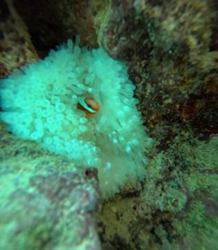 青の洞窟専門店　沖縄ダイビングショップ和に投稿された画像（2025/10/11）