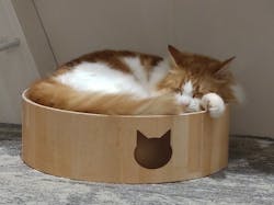猫カフェPuchiMarry　イオンモールつくば店に投稿された画像（2025/10/11）