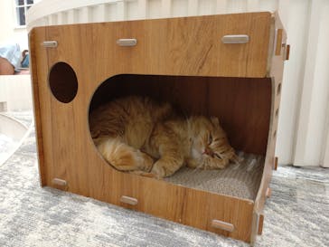 猫カフェPuchiMarry　イオンモールつくば店に投稿された画像（2025/10/11）