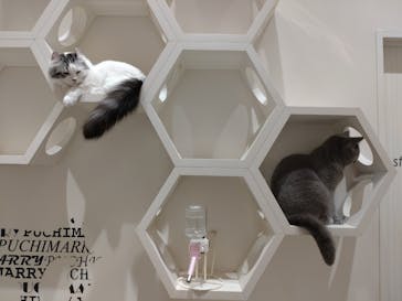 猫カフェPuchiMarry　イオンモールつくば店に投稿された画像（2025/10/11）