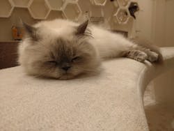 猫カフェPuchiMarry　イオンモールつくば店に投稿された画像（2025/10/11）