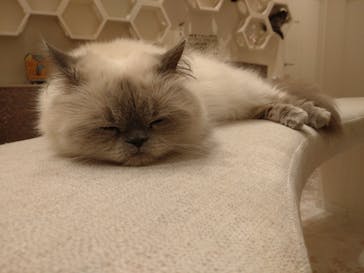 猫カフェPuchiMarry　イオンモールつくば店に投稿された画像（2025/10/11）