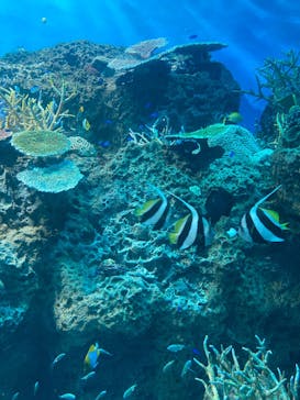 アクアワールド茨城県大洗水族館に投稿された画像（2025/10/11）