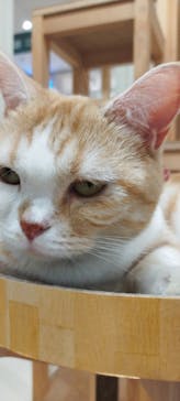 Cat Café MOFF つかしん店に投稿された画像（2025/10/11）