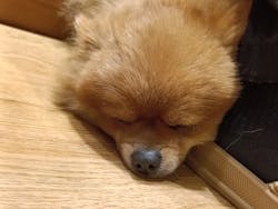 いぬカフェRio 新宿店に投稿された画像（2025/10/11）