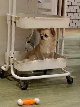 いぬカフェRio 新宿店に投稿された画像（2025/10/11）