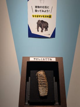 特別展「氷河期展 〜人類が見た4万年前の世界〜」（国立科学博物館）に投稿された画像（2025/10/11）