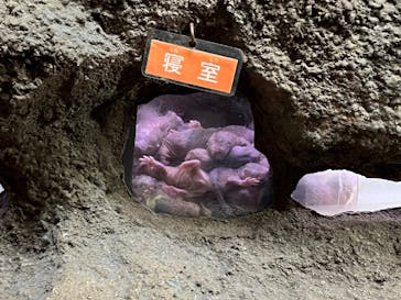 恩賜上野動物園に投稿された画像（2025/10/11）