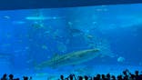 沖縄美ら海水族館に投稿された画像（2025/10/11）