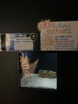 竹島水族館に投稿された画像（2025/10/11）
