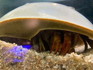 竹島水族館に投稿された画像（2025/10/11）