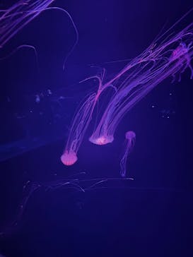 アソビュー！ポイントに投稿された画像（2025/10/11）