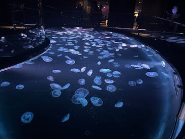 アソビュー！ポイントに投稿された画像（2025/10/11）