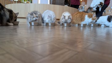 猫カフェモカ　イオンモール太田店に投稿された画像（2025/10/11）