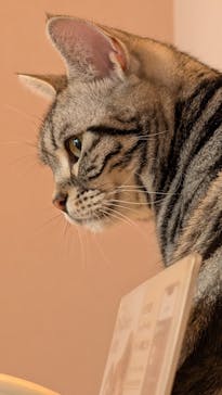 猫カフェモカ　イオンモール太田店に投稿された画像（2025/10/11）