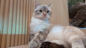 猫カフェモカ　イオンモール太田店に投稿された画像（2025/10/11）