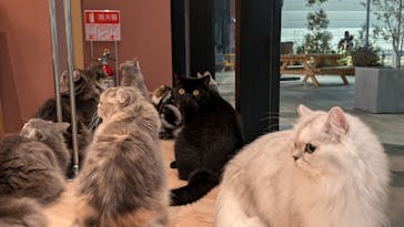 猫カフェモカ　イオンモール太田店に投稿された画像（2025/10/11）