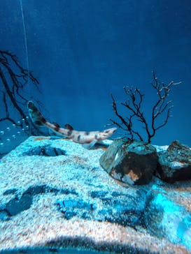 アクアワールド茨城県大洗水族館に投稿された画像（2025/10/11）