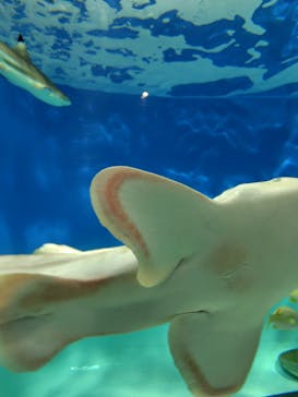 アクアワールド茨城県大洗水族館に投稿された画像（2025/10/11）
