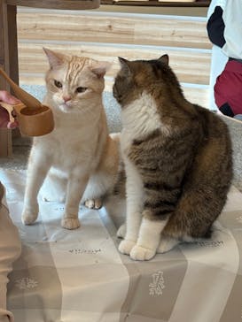 猫カフェモカ　イオンレイクタウン店に投稿された画像（2025/10/11）
