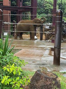恩賜上野動物園に投稿された画像（2025/10/11）