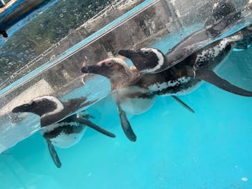 のとじま水族館に投稿された画像（2025/10/11）