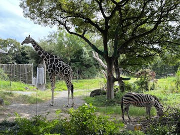 天王寺動物園に投稿された画像（2025/10/11）