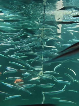 環境水族館アクアマリンふくしまに投稿された画像（2025/10/11）