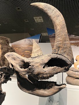 特別展「氷河期展 〜人類が見た4万年前の世界〜」（国立科学博物館）に投稿された画像（2025/10/11）