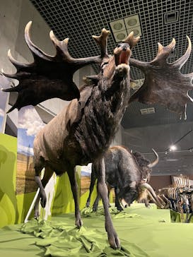 特別展「氷河期展 〜人類が見た4万年前の世界〜」（国立科学博物館）に投稿された画像（2025/10/11）