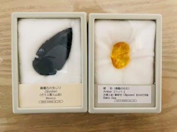 特別展「氷河期展 〜人類が見た4万年前の世界〜」（国立科学博物館）に投稿された画像（2025/10/11）