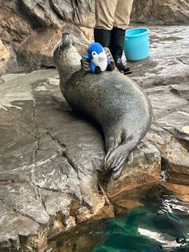 しながわ水族館に投稿された画像（2025/10/11）