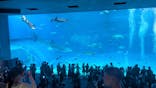 沖縄美ら海水族館に投稿された画像（2025/10/11）