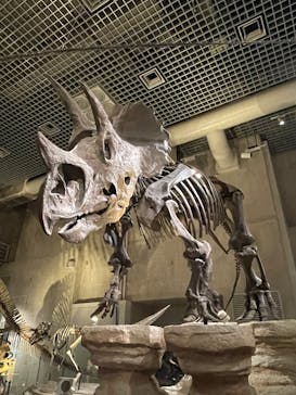 国立科学博物館に投稿された画像（2025/10/11）