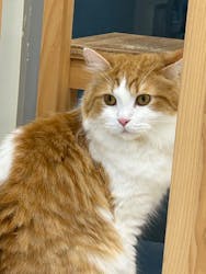 Cat Café MOFF イオンモールナゴヤドーム前店に投稿された画像（2025/10/11）