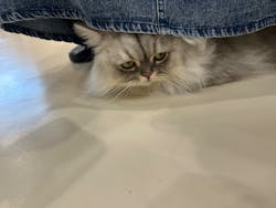 Cat Café MOFF イオンモールナゴヤドーム前店に投稿された画像（2025/10/11）