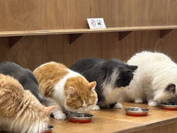 Cat Café MOFF イオンモールナゴヤドーム前店に投稿された画像（2025/10/11）