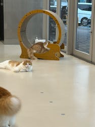 Cat Café MOFF イオンモールナゴヤドーム前店に投稿された画像（2025/10/11）