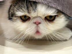 Cat Café MOFF イオンモールナゴヤドーム前店に投稿された画像（2025/10/11）