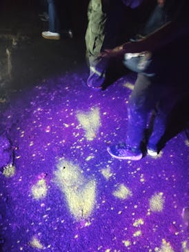 ニジゲンノモリに投稿された画像（2025/10/11）